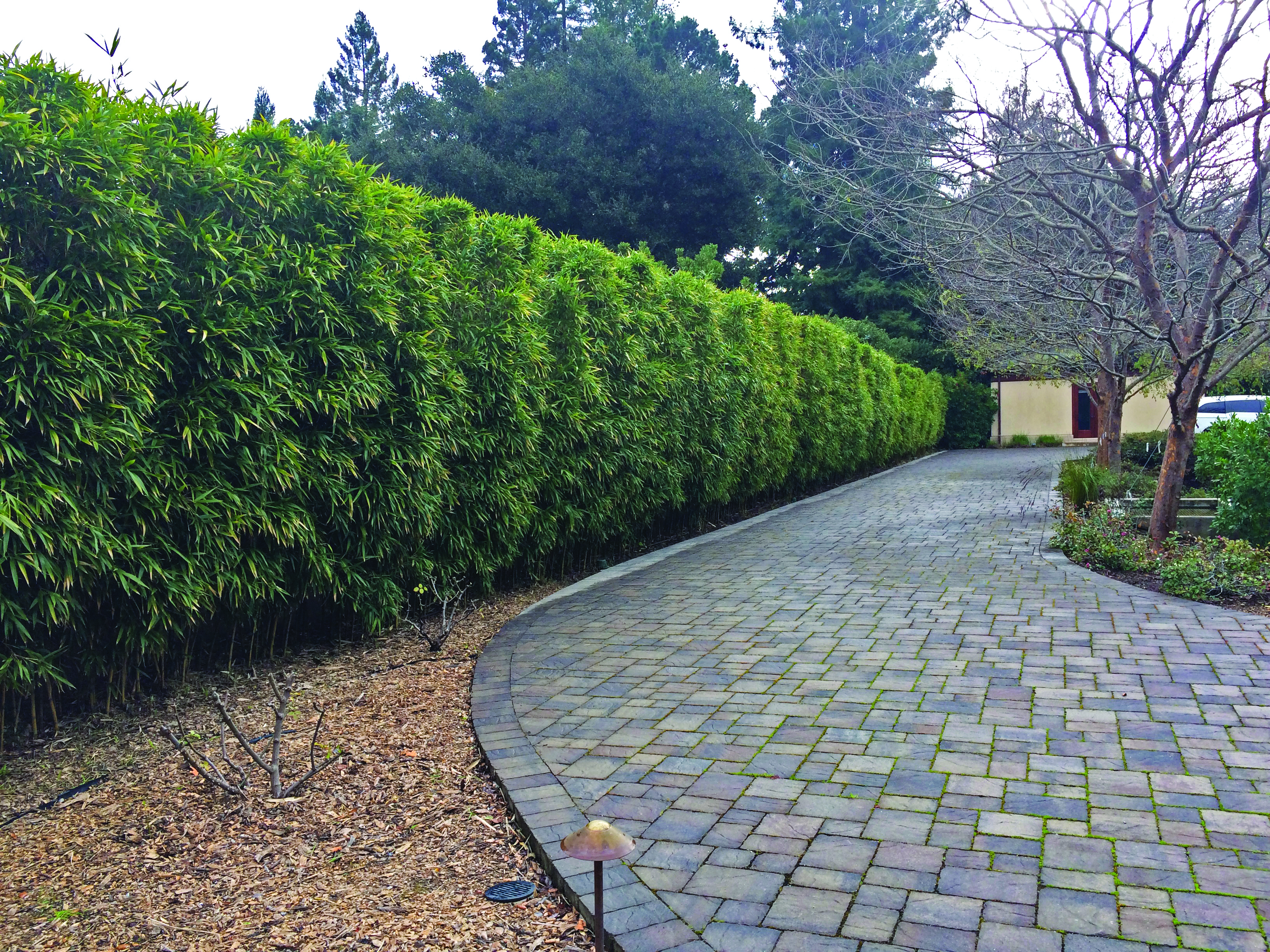 Running bamboo hedge showing upright form